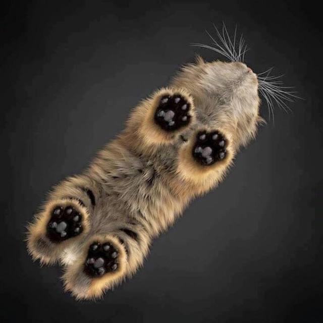 Красивые картинки кот Милота Кршачти лапы Кот-облако