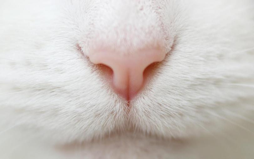 Обои Котэ кот Милота кошачий нос
