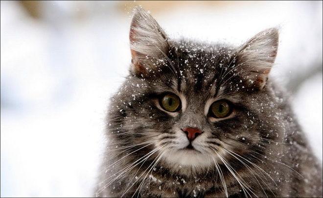 Фото Красивые картинки Живность Котэ Зима снег