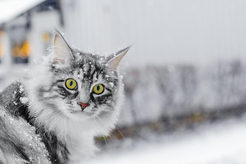 Фото Красивые картинки Живность Котэ Зима снег