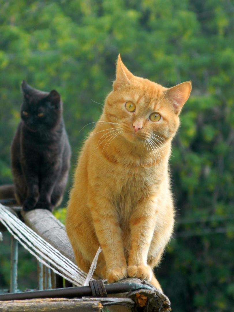 Фото Красивые картинки Живность Котэ Рыжий кот
