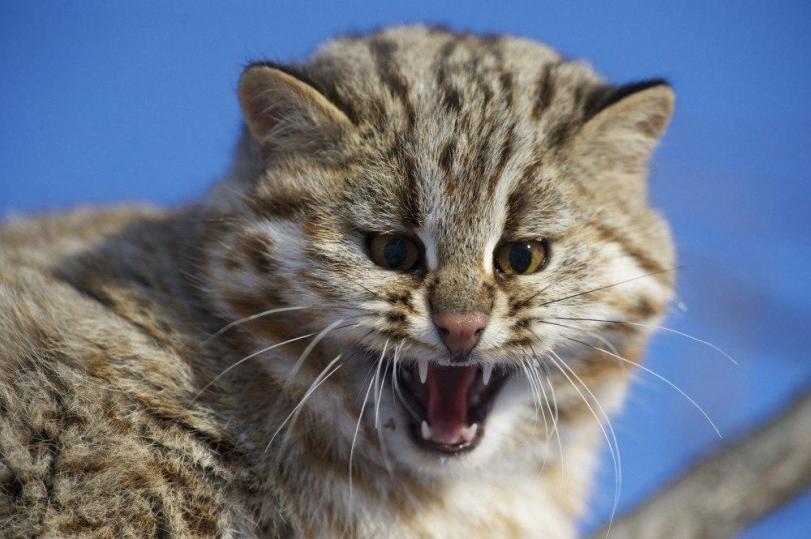 Фото Красивые картинки Живность Котэ лесной кот