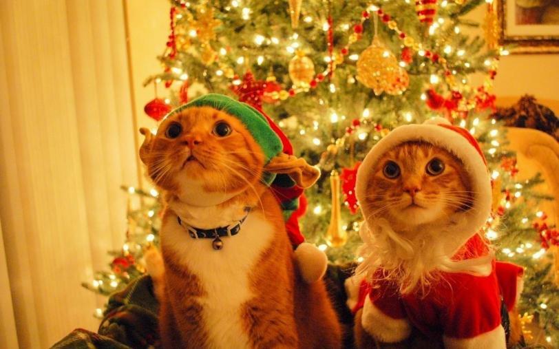 кот Милота Рыжий кот Рождество Праздник к нам приходит