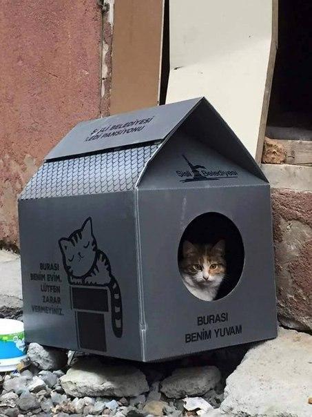 кот котэ милота Красивые картинки кошкин дом