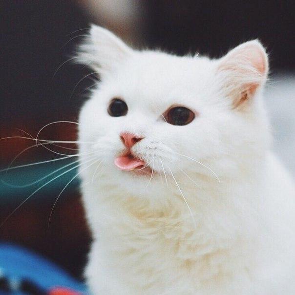 кот кошачий язык Милота Красивые картинки живность
