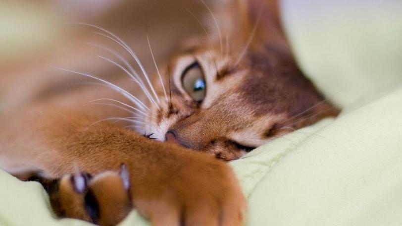 кошки милота больше котов богу котов Красивые картинки живность