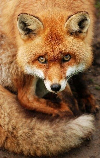 лиса милота Красивые картинки рыжая лиса животное живность