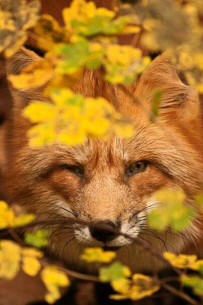 лиса осень милота Красивые картинки живность животное