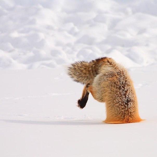 охота лиса рыжая лиса зима снег Милота красивые
